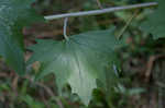 Pale Indian plantain